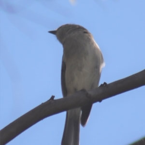 Pachycephala pectoralis at Gundaroo, NSW - 3 Sep 2021 12:50 PM