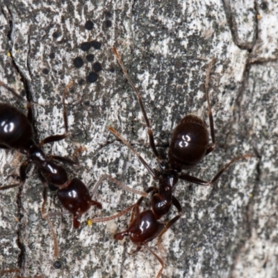 Papyrius sp (undescribed) (Hairy Coconut Ant) at Symonston, ACT - 3 Sep 2021 by rawshorty