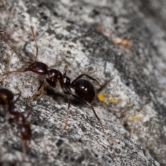 Papyrius sp (undescribed) at Symonston, ACT - 3 Sep 2021