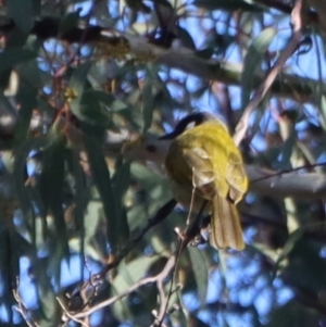 Nesoptilotis leucotis at Gundaroo, NSW - 4 Sep 2021 07:50 AM