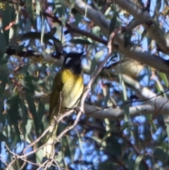 Nesoptilotis leucotis at Gundaroo, NSW - 4 Sep 2021 07:50 AM