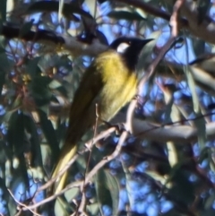 Nesoptilotis leucotis at Gundaroo, NSW - 4 Sep 2021