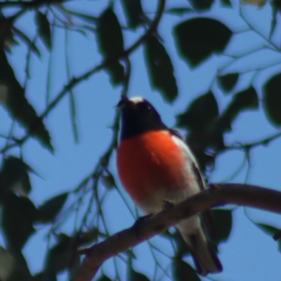 Petroica boodang (Scarlet Robin) at Gundaroo, NSW - 1 Sep 2021 by Gunyijan