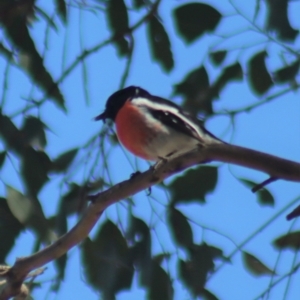 Petroica boodang at Gundaroo, NSW - 1 Sep 2021