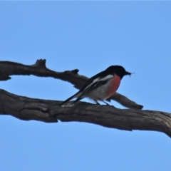 Petroica boodang at Gundaroo, NSW - 1 Sep 2021