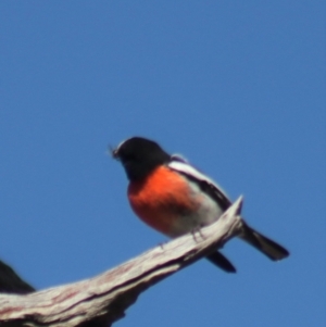 Petroica boodang at Gundaroo, NSW - 1 Sep 2021