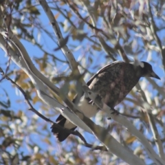 Gymnorhina tibicen at Gundaroo, NSW - 1 Sep 2021