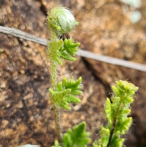 Cheilanthes distans at Denman Prospect, ACT - 3 Sep 2021