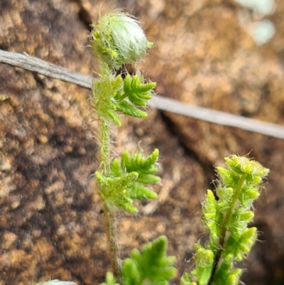 Cheilanthes distans (Bristly Cloak Fern) at Denman Prospect, ACT - 3 Sep 2021 by AaronClausen