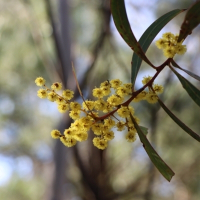 Acacia rubida (Red-stemmed Wattle, Red-leaved Wattle) at Gundaroo, NSW - 29 Aug 2021 by Gunyijan