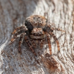 Servaea incana (Hoary Servaea) at Symonston, ACT - 3 Sep 2021 by rawshorty