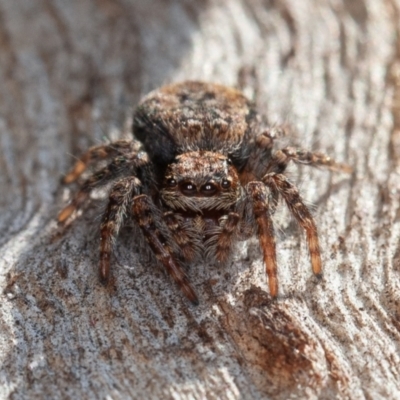 Servaea incana (Hoary Servaea) at Symonston, ACT - 3 Sep 2021 by rawshorty