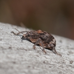 Oxyops fasciatus (A weevil) at Symonston, ACT - 3 Sep 2021 by rawshorty