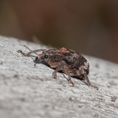 Oxyops fasciatus (A weevil) at Symonston, ACT - 2 Sep 2021 by rawshorty