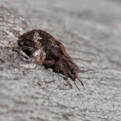 Oxyops fasciatus at Symonston, ACT - 3 Sep 2021