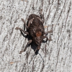 Oxyops fasciatus at Symonston, ACT - 3 Sep 2021