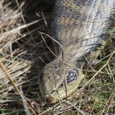 Tiliqua scincoides scincoides (Eastern Blue-tongue) at Gundaroo, NSW - 30 Aug 2021 by Gunyijan