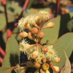 Eucalyptus polyanthemos (Red Box) at Calwell, ACT - 10 Aug 2021 by MichaelBedingfield