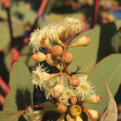 Eucalyptus polyanthemos (Red Box) at Calwell, ACT - 10 Aug 2021 by michaelb