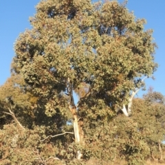 Eucalyptus polyanthemos at Calwell, ACT - 10 Aug 2021