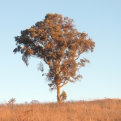 Eucalyptus polyanthemos (Red Box) at Tuggeranong Hill - 10 Aug 2021 by MichaelBedingfield