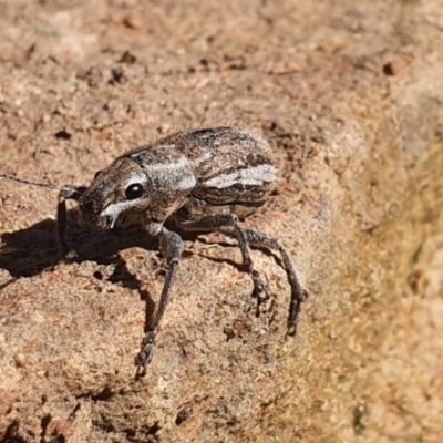 Naupactus leucoloma (White-fringed weevil) at Gundaroo, NSW - 14 Feb 2021 by Gunyijan