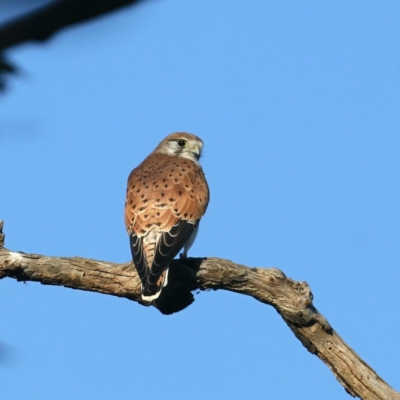 Falco cenchroides (Nankeen Kestrel) at Majura, ACT - 1 Sep 2021 by jb2602
