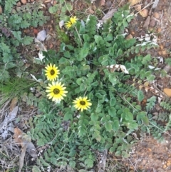 Arctotheca calendula (Capeweed, Cape Dandelion) at O'Connor, ACT - 2 Sep 2021 by Ned_Johnston