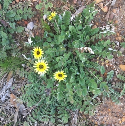 Arctotheca calendula (Capeweed, Cape Dandelion) at O'Connor, ACT - 2 Sep 2021 by NedJohnston