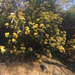 Pomaderris intermedia (Golden Pomaderris) at O'Connor, ACT - 2 Sep 2021 by Ned_Johnston