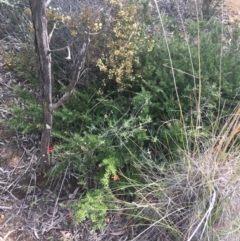 Grevillea juniperina (Grevillea) at Bruce, ACT - 3 Sep 2021 by NedJohnston