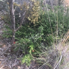 Grevillea juniperina (Grevillea) at Bruce Ridge to Gossan Hill - 3 Sep 2021 by Ned_Johnston