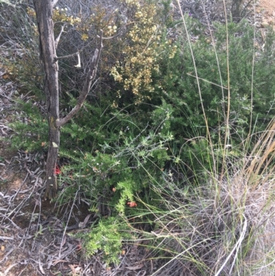 Grevillea juniperina (Grevillea) at Bruce, ACT - 3 Sep 2021 by NedJohnston