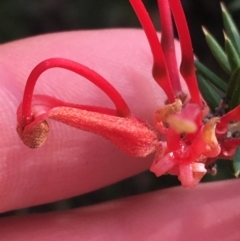 Grevillea juniperina at Bruce, ACT - 3 Sep 2021 02:54 PM