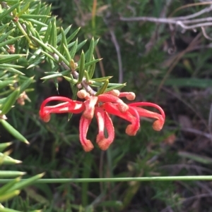 Grevillea juniperina at Bruce, ACT - 3 Sep 2021 02:54 PM