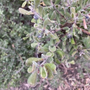 Persoonia rigida at Jerrabomberra, ACT - 27 Aug 2021 01:34 PM