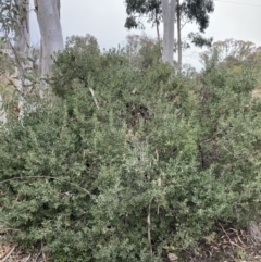 Persoonia rigida at Jerrabomberra, ACT - 27 Aug 2021 01:34 PM