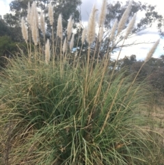 Cortaderia selloana (Pampas Grass) at Undefined Area - 3 Sep 2021 by Ned_Johnston