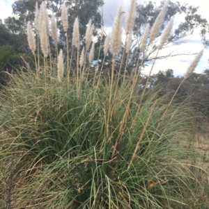 Cortaderia selloana at Undefined Area - 3 Sep 2021 03:05 PM