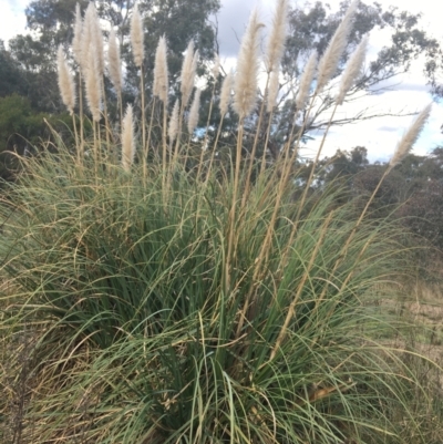 Cortaderia selloana (Pampas Grass) at Undefined Area - 3 Sep 2021 by Ned_Johnston