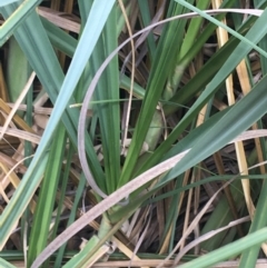 Cortaderia selloana at Undefined Area - 3 Sep 2021 03:05 PM