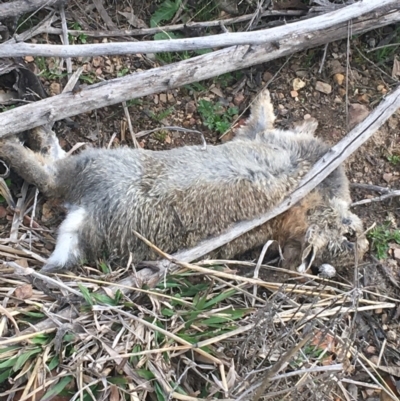 Oryctolagus cuniculus (European Rabbit) at Bruce, ACT - 3 Sep 2021 by Ned_Johnston