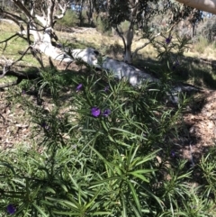 Solanum linearifolium (Kangaroo Apple) at Bruce, ACT - 2 Sep 2021 by goyenjudy