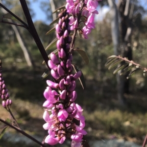 Indigofera australis subsp. australis at Bruce, ACT - 3 Sep 2021