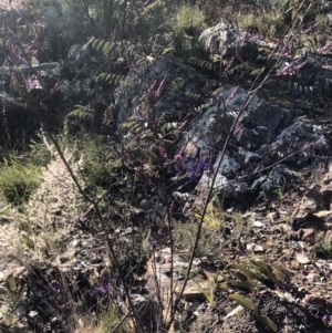 Indigofera australis subsp. australis at Bruce, ACT - 3 Sep 2021