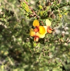 Dillwynia phylicoides (A Parrot-pea) at Bruce Ridge to Gossan Hill - 2 Sep 2021 by goyenjudy