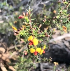 Dillwynia phylicoides at Bruce, ACT - 3 Sep 2021 09:59 AM