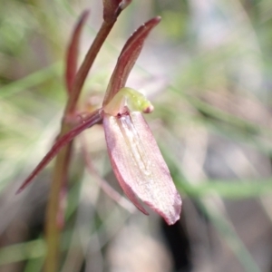 Cyrtostylis reniformis at suppressed - suppressed