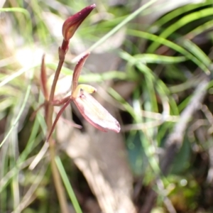 Cyrtostylis reniformis at suppressed - suppressed