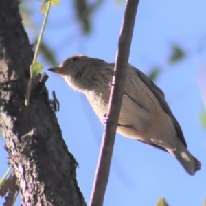 Pachycephala rufiventris at Gundaroo, NSW - 23 Mar 2019